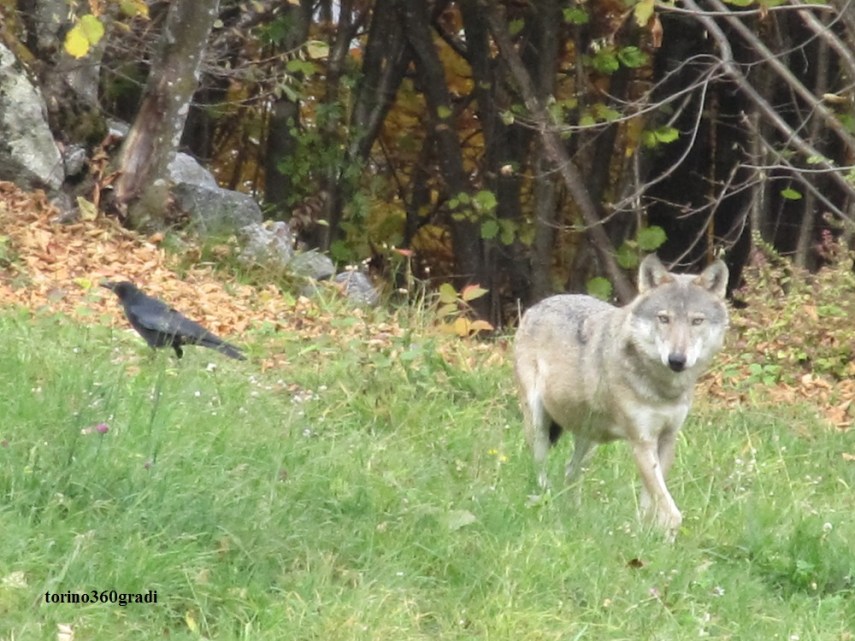 Entracque - Centro Uomini e Lupi