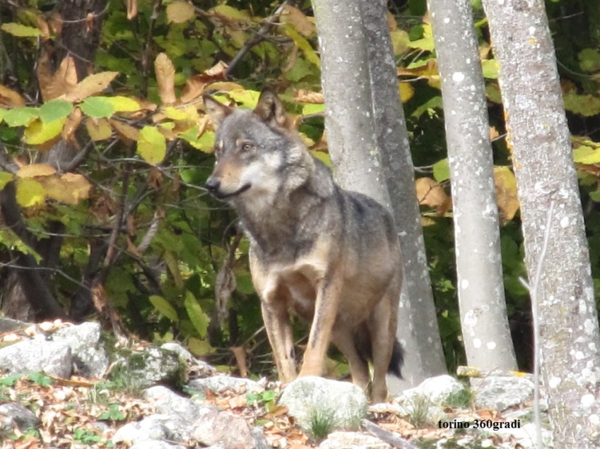 Foto di Mariagrazia Baj